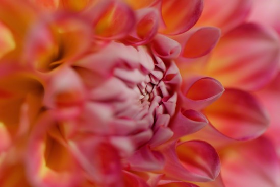 Day 687 “Dulce Naturaleza II”