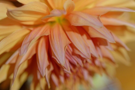 Day 688 “Dulce Naturaleza III”